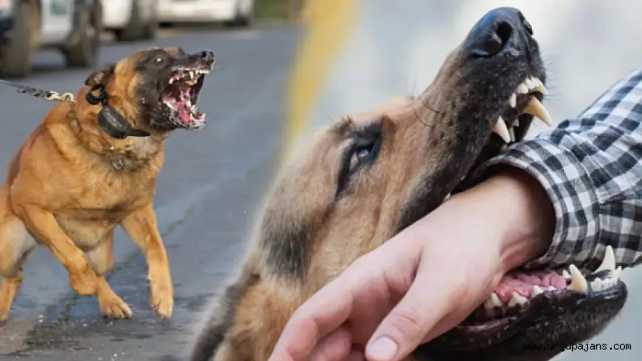 Sokak Köpeklerinin Vahşi Saldırısında Çocuk Ağır Yaralandı