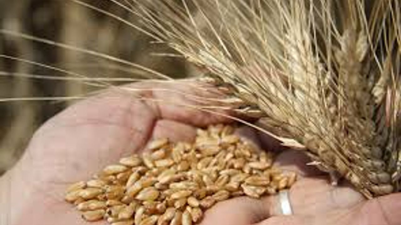 TMO, buğday satış fiyatlarını artırdı!