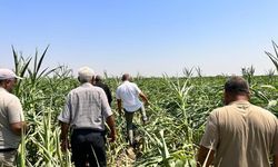 Şanlıurfa'da Şiddetli Fırtına, Mısır Tarlalarına Büyük Zarar Verdi!