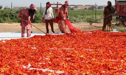 Şanlıurfa Büyükşehir Belediyesi İsot Hasadına Başladı!