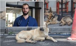 Başıboş Sokak Köpekleri Sorunu Büyüyor: Veteriner Kelleci Konuştu!