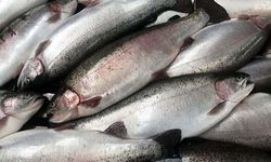 Doğu Karadeniz İhracatçılar Birliği, 41 Ülkeye Balık İhraç Etti!