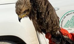 Birecik’te yaralı halde kara çaylak kuşu bulundu