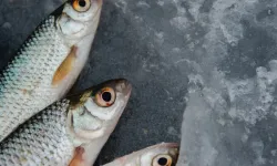 Balık alırken dikkat! Gözleri bu şekilde olan balığı asla almayın! Bayat balık nasıl anlaşılır?