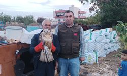 Şanlıurfa'da bitkin Kızıl Şahin tedavi altına alındı