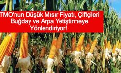 TMO'nun Düşük Mısır Fiyatı, Çiftçileri Buğday ve Arpa Yetiştirmeye Yönlendiriyor! Gübre Satışları Risk Altında
