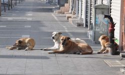 Adalet Bakanı Tunç: Başıboş Sokak Köpekleri İçin Çalışma Yapılıyor