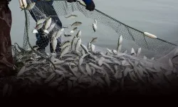 Egeli balıkçılar ihracatta rekor kırdı