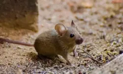 Rüyada fare görmek neye işaret ediyor?