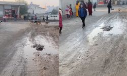 Şanlıurfa'da Öğrenciler Sokak Köpekleri Nedeniyle Tedirgin