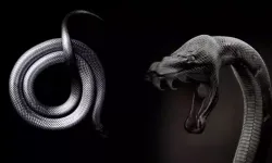 Rüyada yılan görmek neye işaret ediyor?