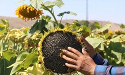 Ayçiçeği Tohumu ve Ham Ayçiçek Yağında Gümrük Vergisi Oranlarında İndirim