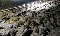 Çiftlik Yangını: 11 Bin Civciv Öldü