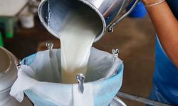 Süt Sektöründe Üretim Artışı Sürüyor