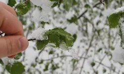 Meteorolojiden Çiftçilere Zirai Don Uyarısı: Tarım Arazilerinde Soğuk Alarmı!