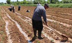 Mevsimlik Tarım İşçileri 2023’te Yüzde 114,6 Daha Fazla Kazandı
