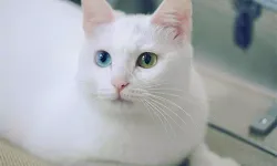 Rüyada Beyaz Kedi Görmek Ne Anlama Gelir?
