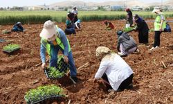 Büyükşehir'den çiftçiye fide desteği
