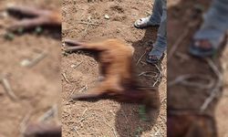 Şanlıurfa'da sokak köpekleri küçük hayvanlara saldırdı