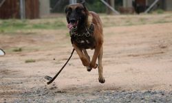 Başıboş köpeğin saldırısına uğrayan şahıs yaralandı