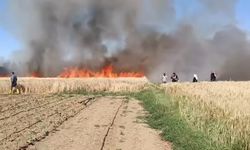 Suruç’ta buğday tarlasında yangın
