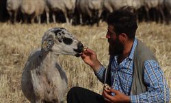 Şanlıurfalı çoban ile "Gülçin" arasındaki gülümseten dostluk