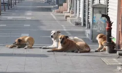 Başıboş Sokak Köpeklerine İlişkin Yasa Teklifi TBMM’ye Sunuldu