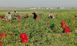 Akçakale'de İlk Kez Kapya Biberi Hasadı Yapıldı