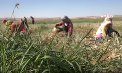 “Diyorlar Ki 'Bunlar seyahate çıkıyor, alışmışlar seyahate çıkıyorlar' kendisi seyahate gelsin göreyim, bu soğan nasıl s