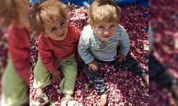 Şanlıurfa'da zeytin ve fıstık işleme tesislerine ihtiyaç artıyor