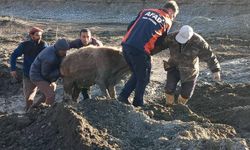 Ağrı'da bataklığa saplanan 3 hayvan kurtarıldı