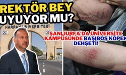 Harran Üniversitesi Kampüsünde Başıboş Köpek Saldırısı!