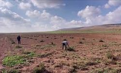 Şanlıurfa'da susuz yetişen "bej domatesin" Ata tohumu koruma altına alınarak çoğaltılacak