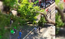 İstanbul'da bir çınar ağacı devrildi, insanlar kıl payı faciadan kurtuldu