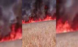 Aynı bölgede bir gün arayla ikinci yangın: Ekili tarlalar küle döndü