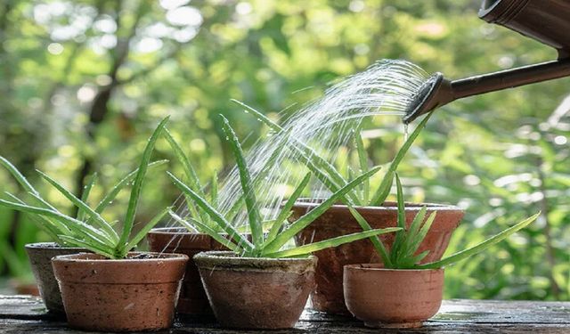 Bu mucizevi bitki Şanlıurfa’nın ikliminde, evde çok güzel yetiştirilir! Sağlığa faydaları sizi çok şaşırtacak!