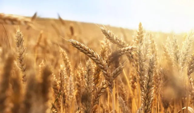 Rüyada Buğday Görmek Neye İşaret Ediyor?