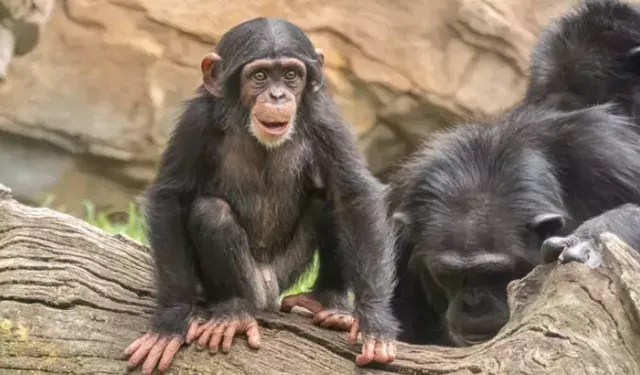 Rüyaların Sembolik Dili: Maymun Figürü Ne Demek?