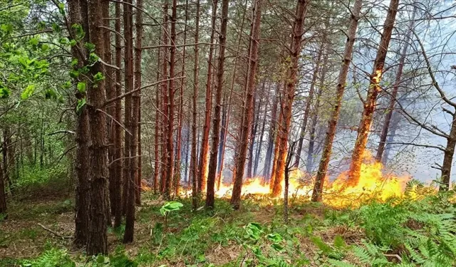 Kastamonu’da Orman Yangını Mücadelesi: Ekipler Seferber Oldu
