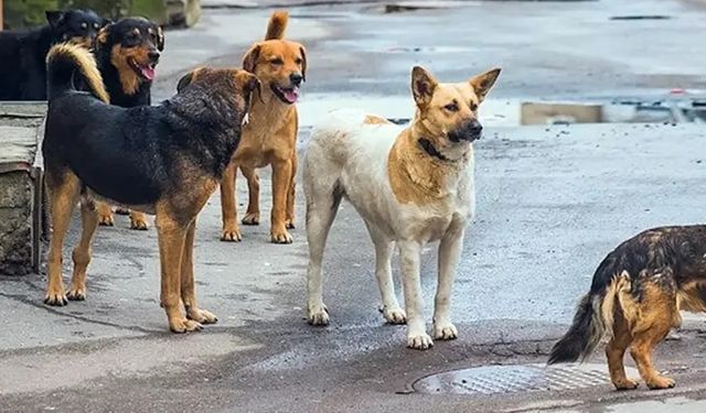 DSÖ’den Kuduz Alarmı: Sokak Köpekleri Büyük Risk Taşıyor
