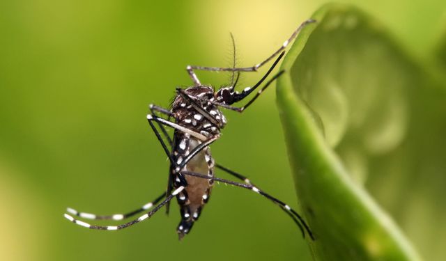 Avrupa’da Sivrisinek Kaynaklı Hastalıkların Yayılımı: ECDC’den Uyarı