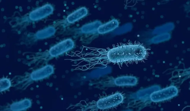 Japonya'da "Et Yiyen" Bakteri Alarmı