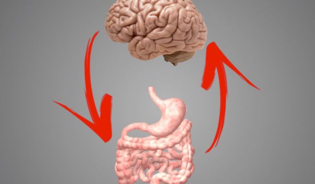 Bağırsaklar ile beyin arasında nasıl bir ilişki var?