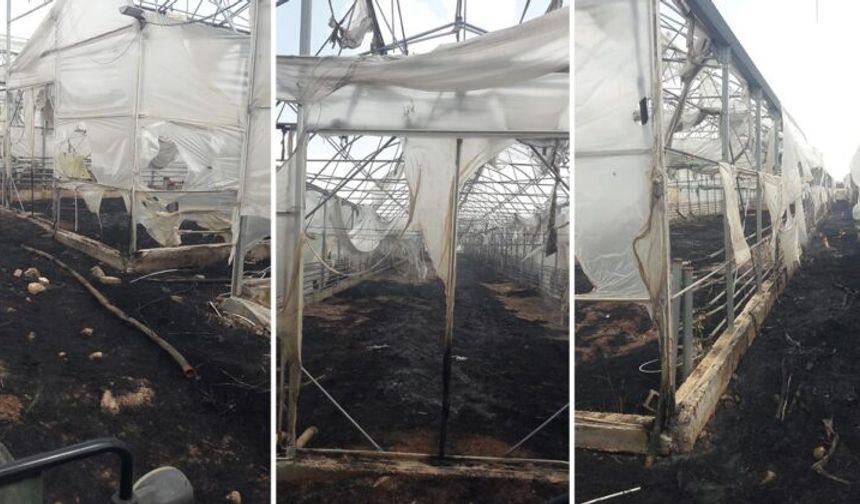Viranşehir’de anız yangını seralara sıçradı