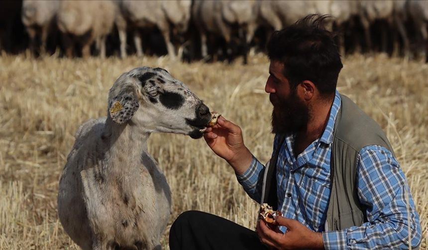 Şanlıurfalı çoban ile "Gülçin" arasındaki gülümseten dostluk