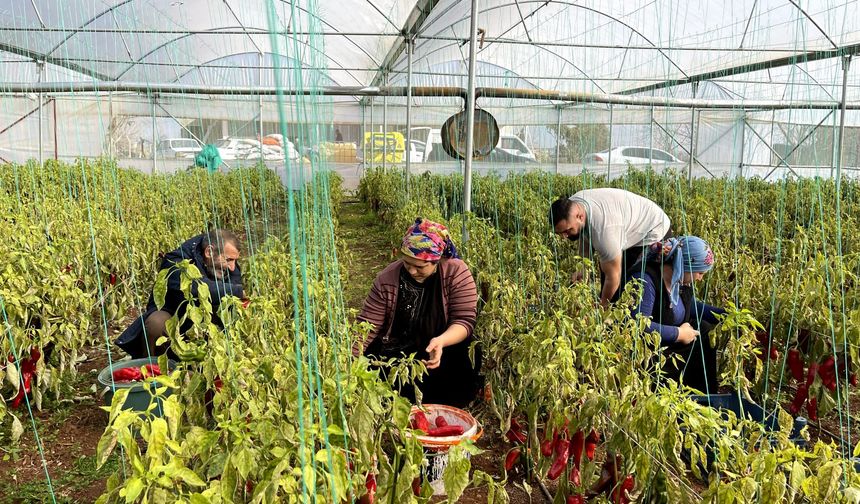 ŞANLIURFA’DA SERACILIK ÇİFTÇİNİN UMUDU OLDU