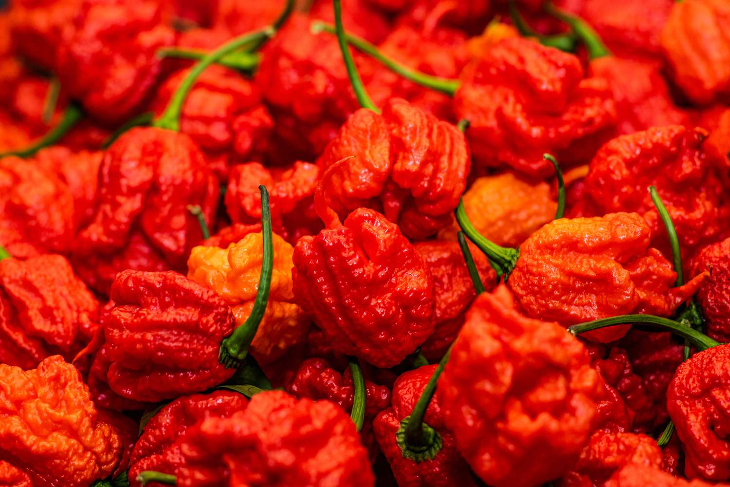 New-Guinness-World-Record-Carolina-Reaper-Peppers-FT-BLOG0622-cad2b4deca90487584a28441fb8451df