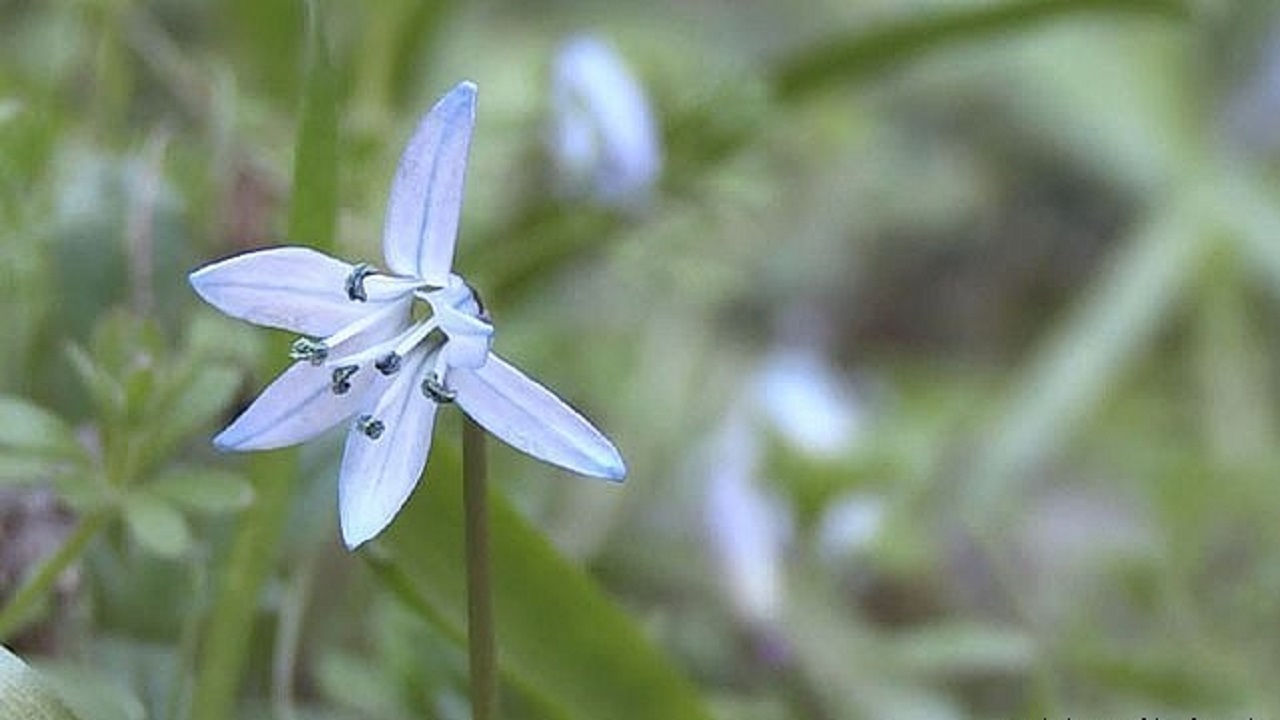 sanliurfa-nin-endemik-bitkileri-8049